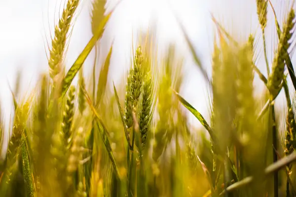  Da Horta ao Prato: Como Cultivar Ingredientes Frescos para Receitas Vegetarianas